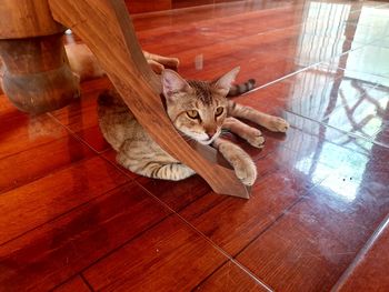 High angle view of cat resting on wooden floor