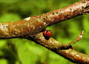 Close-up of ladybugs mating on tree branch