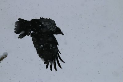 Close-up of black jellyfish swimming in snow