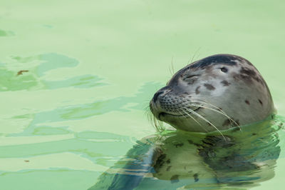 Close-up of fish in water