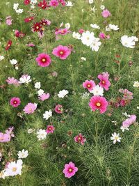 High angle view of pink flowers blooming on field