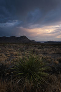 Scenic mountain view of desert sunset in big bend national park, texas