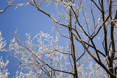 Low angle view of bare tree against blue sky