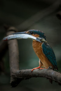 Close-up of bird perching on branch