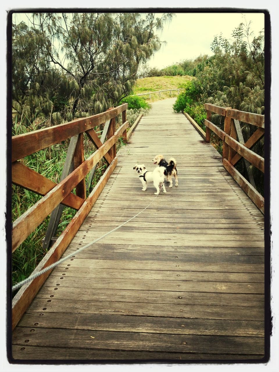 animal themes, domestic animals, one animal, mammal, wood - material, tree, pets, boardwalk, wildlife, railing, animals in the wild, transfer print, two animals, wooden, dog, wood, full length, the way forward, auto post production filter, day