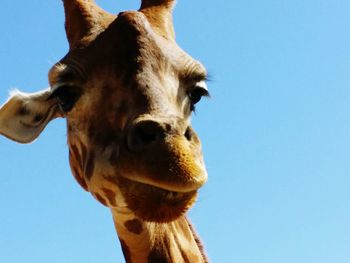 Close-up of giraffe against clear blue sky