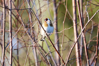 Goldfinch perching on twigm