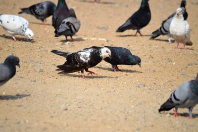 Flock of pigeons