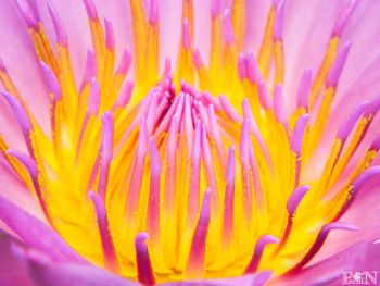 Close-up of purple flower