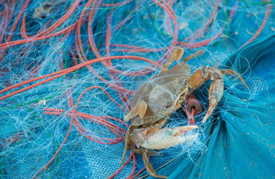 Close-up of crab in fishing net