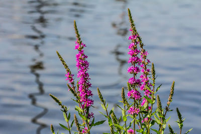 Close-up of pink flowering plant against lake