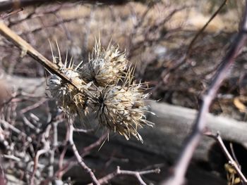 Close-up of dry thistle