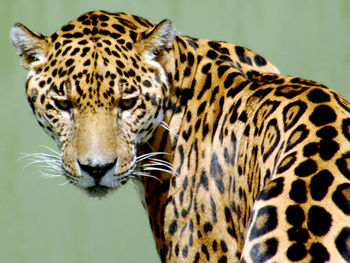 Close-up of a tiger