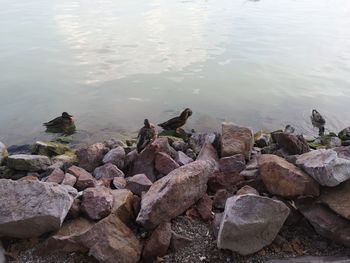 High angle view of rocks in lake