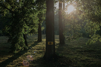 Trees on field in forest