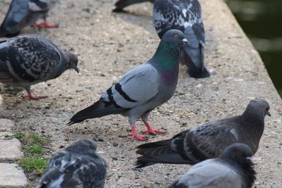 Close-up of pigeons feeding