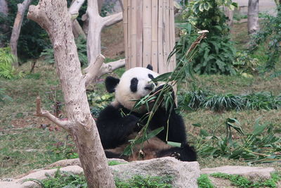 Panda sitting on tree trunk in zoo