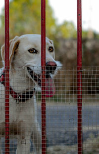 Portrait of dog seen through railing