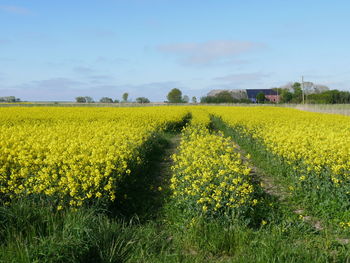 Scenic view of oilseed rape field against sky