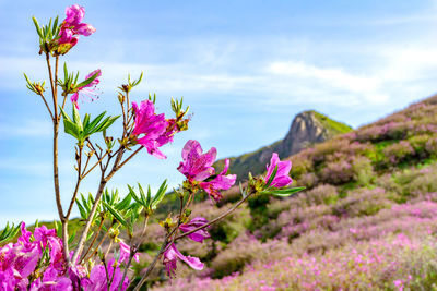 Close-up of pink flowering plants on land against sky