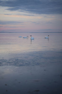 View of seagulls on sea during sunset