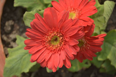 Close-up of red flower