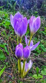 Close-up of purple crocus blooming outdoors