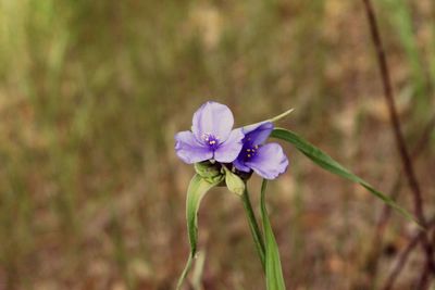 Close-up of purple flowers