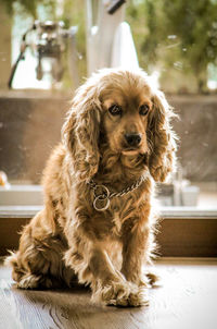 Portrait of dog sitting outdoors