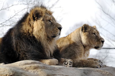 Male and female asian lions relaxing on rock, chester zoo, uk.