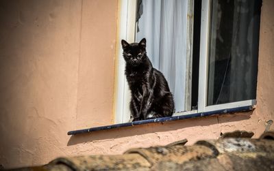 Cat looking away