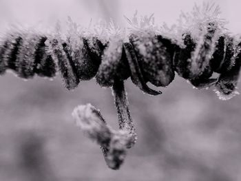 Close-up of frozen plant against sky