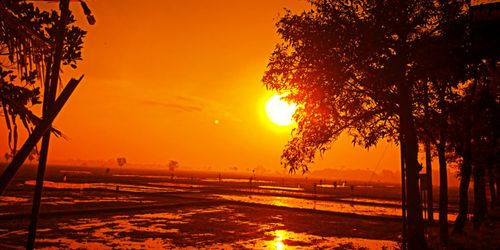 Silhouette trees against sky during sunset
