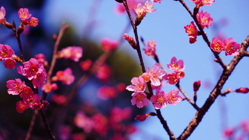 Close-up of pink cherry blossom