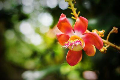 Close-up of pink flowering plant