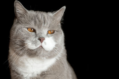 Close-up portrait of cat against black background