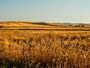 Scenic view of field against clear sky