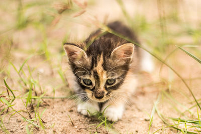 Portrait of kitten on field