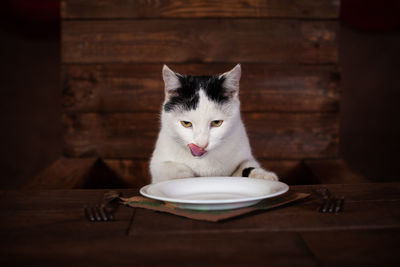 The cat eats sausage, sits on a wooden chair at the table. the cat is eating 