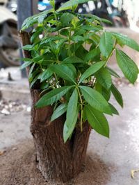 Close-up of fresh green plant