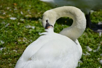 Close-up of swan