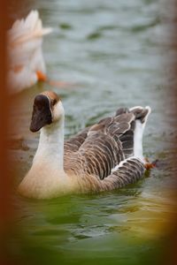 Ducks swimming in lake