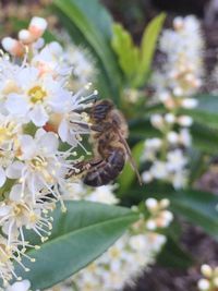 Close-up of bee pollinating on flower