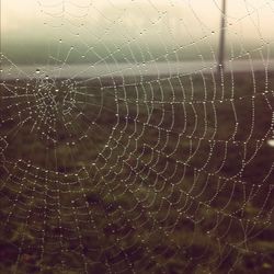 Spider web