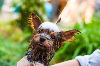 Close-up of wet yorkshire terrier