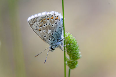 Close-up of butterfly on stem