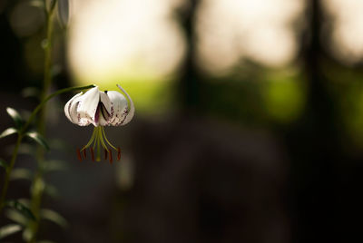 Close-up of white flowering plants on field