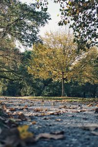 Sunlight falling on autumn leaves in forest