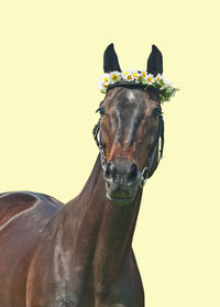 Portrait of horse wearing tiara standing against yellow background