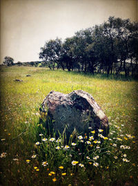 Scenic view of grassy field against sky